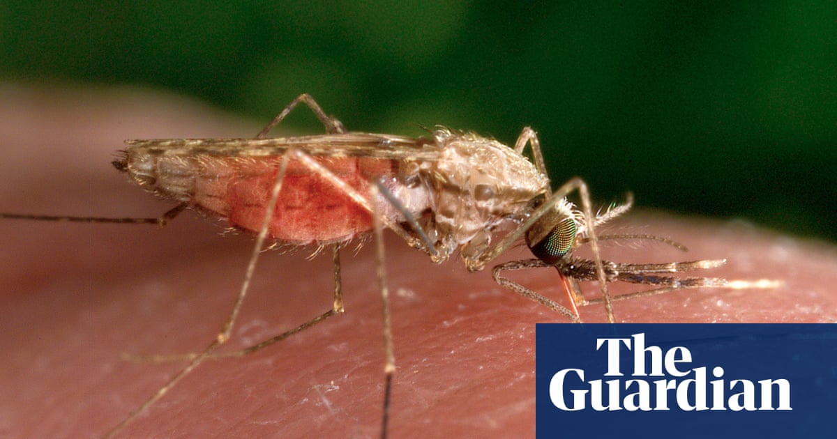 Malaria ‘back with a vengeance’ in Zimbabwe as number of deaths from the disease triple | Global development | The Guardian