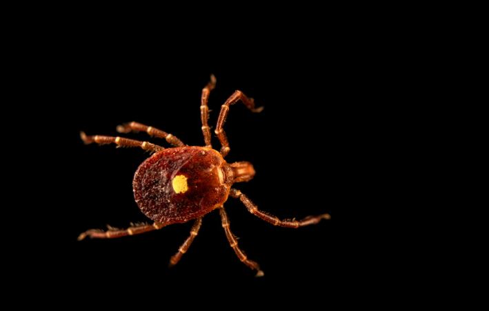 Ticks are taking over city parks - heres how to avoid them - MyJoyOnline