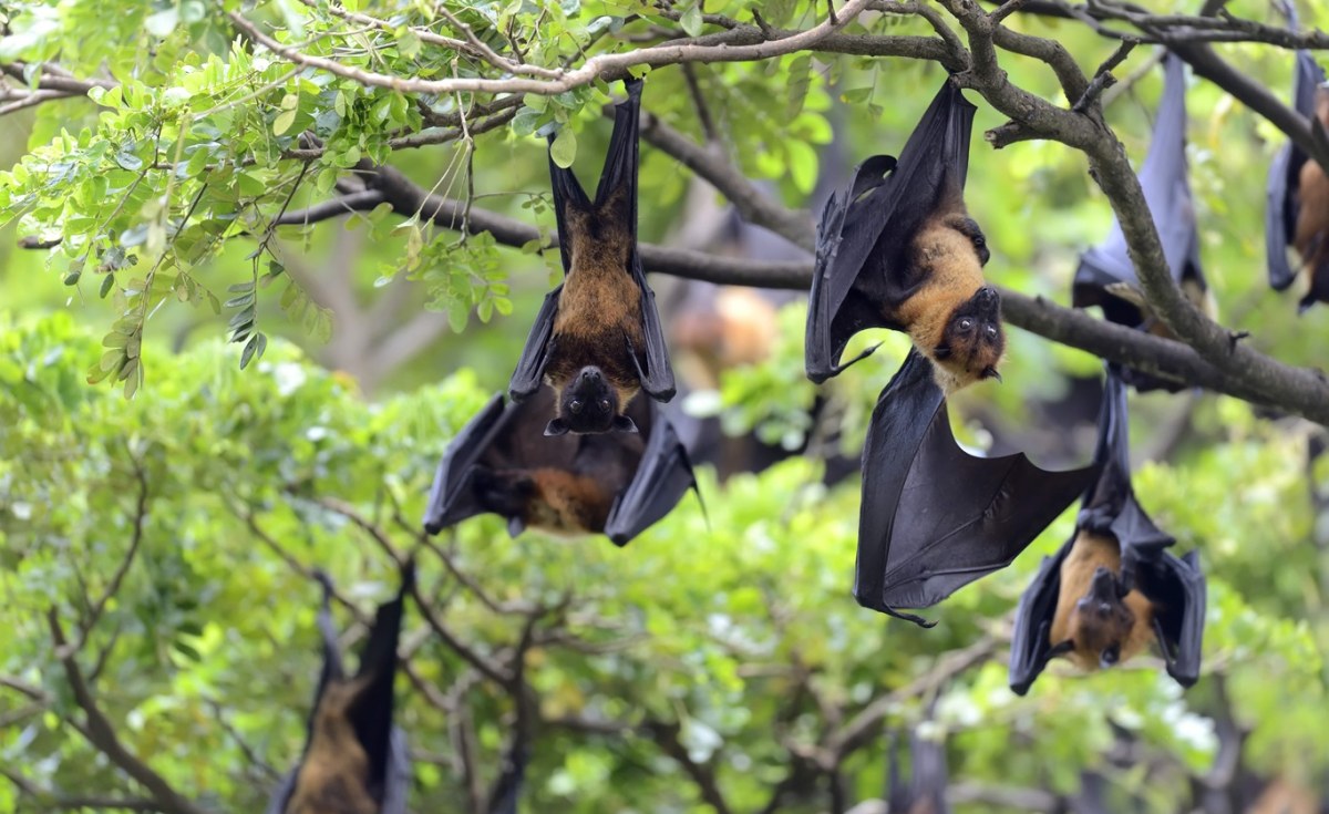 Africa: How Prepared is Africa for a Nipah Outbreak? - allAfrica.com