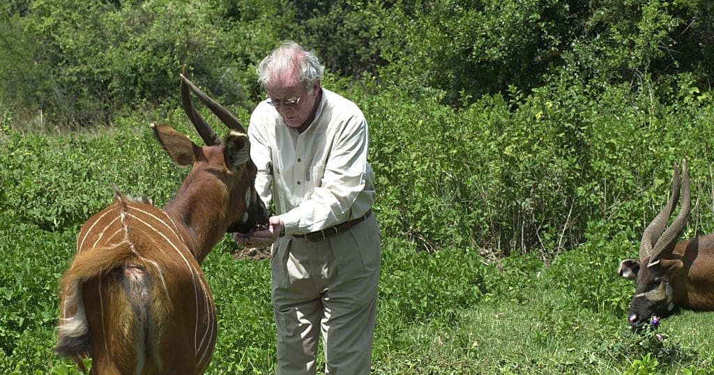 Rare mountain bongos return to Kenya | Africanews