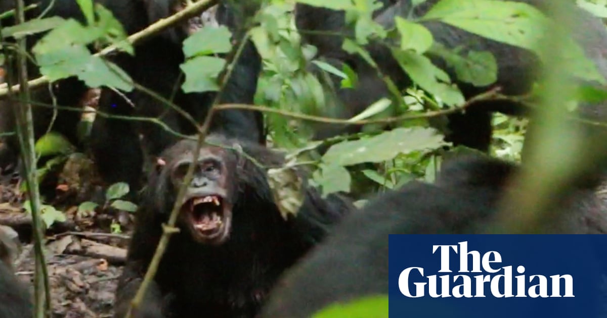 Wild chimpanzees recorded waging ‘civil war’ with coordinated attacks between two groups | Primatology | The Guardian