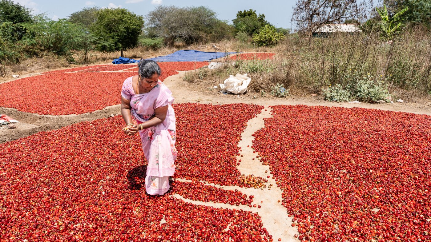 Photos: Hot peppers are a hot crop for these women farmers : NPR